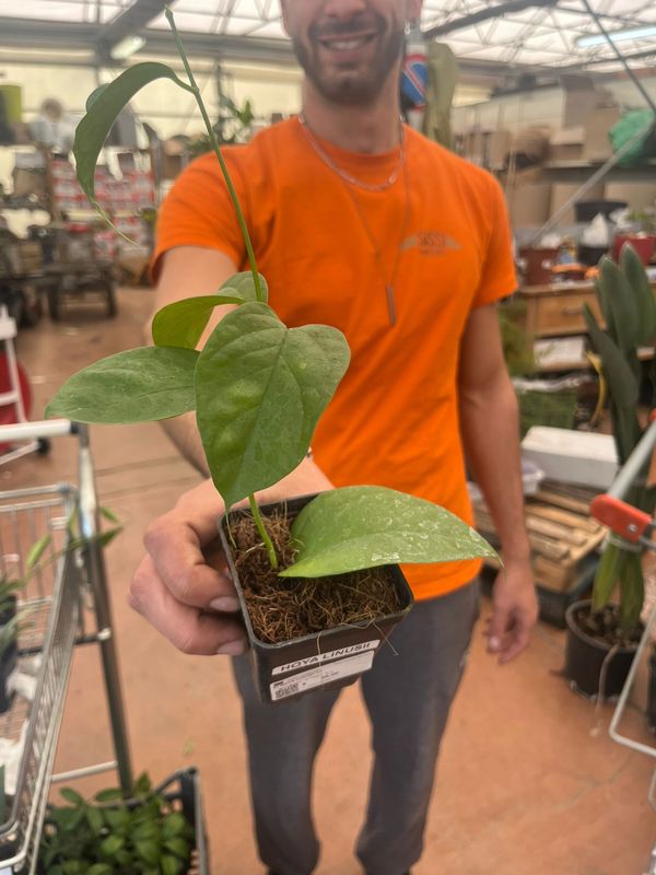 Hoya linusii ex Phyllura , Fiore di Cera - vaso Ø7 cm