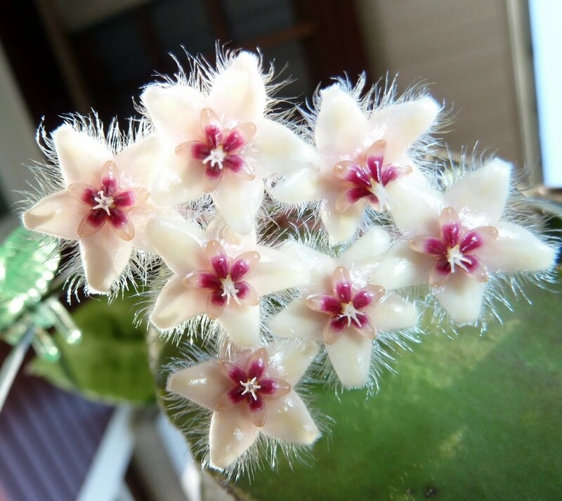 Hoya caudata, Fiore di Cera - vaso Ø10,5 cm Hoya caudata, Fiore di Cera - vaso Ø10,5 cm
