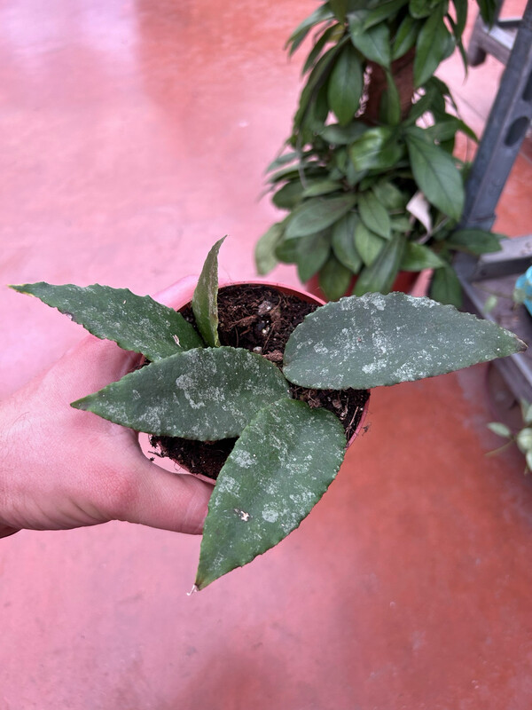 Hoya caudata, Fiore di Cera - vaso Ø10,5 cm