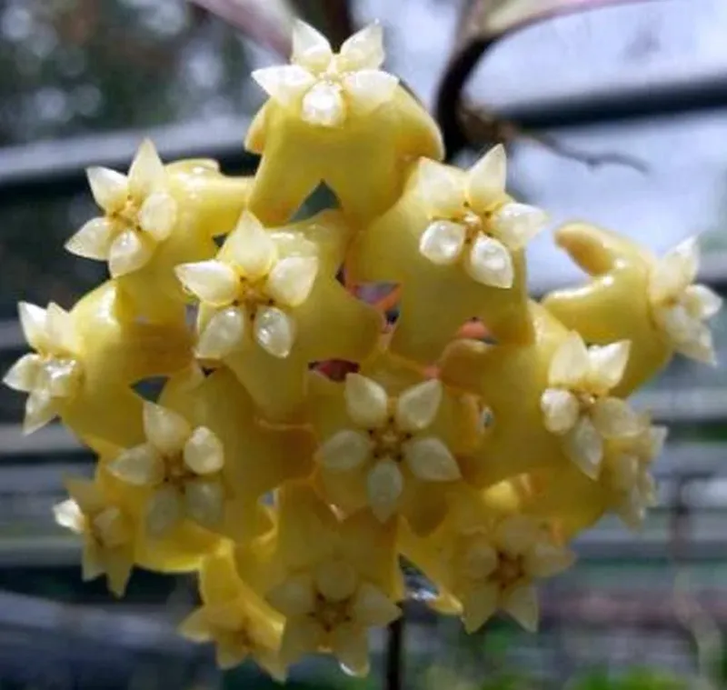Hoya merrillii , Fiore di Cera - vaso Ø7 cm Hoya merrillii , Fiore di Cera - vaso Ø7 cm