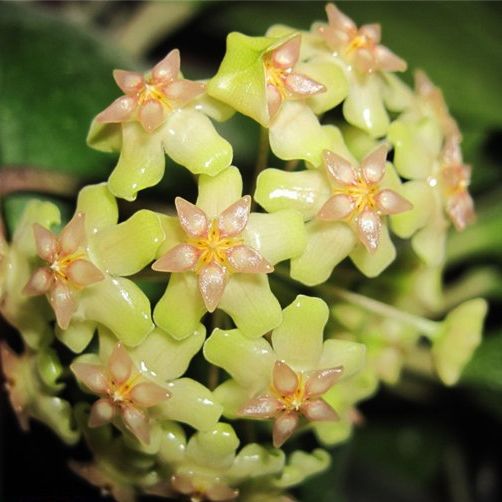 Hoya balaensis splash, Fiore di Cera - vaso Ø7 cm Hoya balaensis splash, Fiore di Cera - vaso Ø7 cm