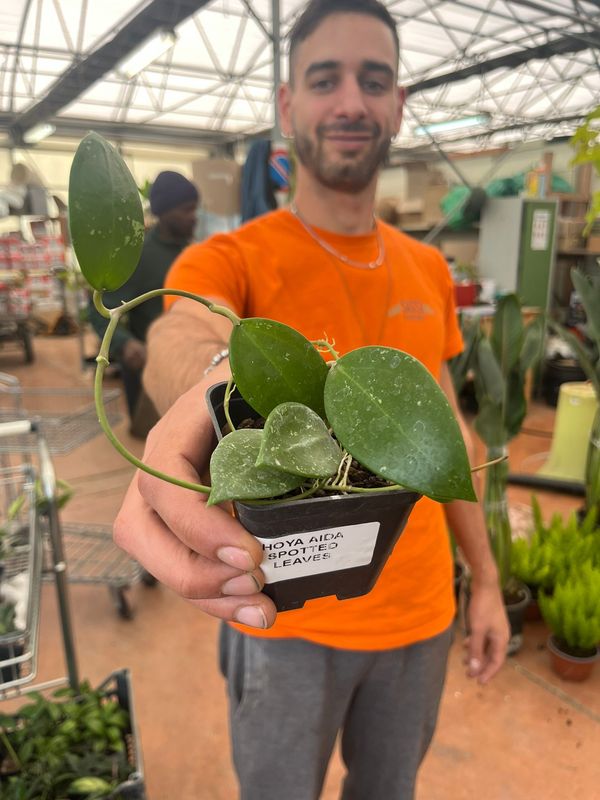 Hoya carnosa var. aida spotted leaf, foglia maculata, Fiore di Cera - vaso Ø7 cm