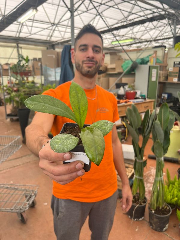 Hoya carnosa 'Blessing', Hoya Blessing - vaso 7x7 cm