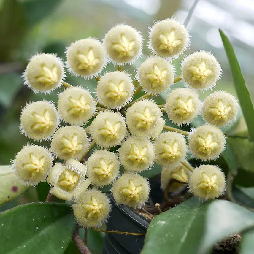 Hoya mirabilis - vaso 7x7 cm