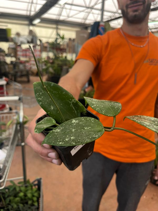 Hoya acuta EPC 997, Hoya verticillata splash - vaso Ø7 cm