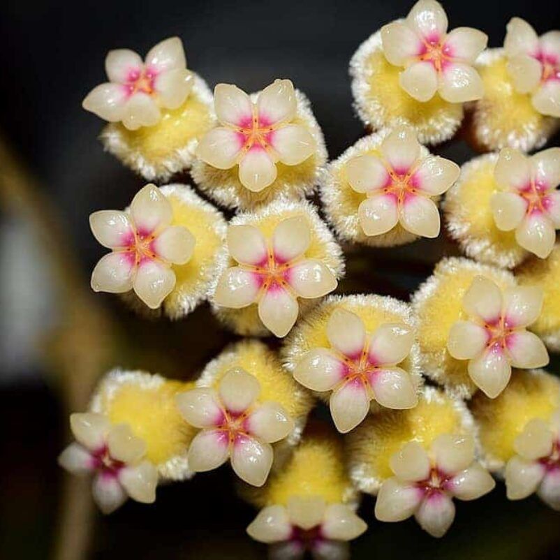 Hoya perakensis, Hoya di Perak - vaso 7x7 cm Hoya perakensis, Hoya di Perak - vaso 7x7 cm