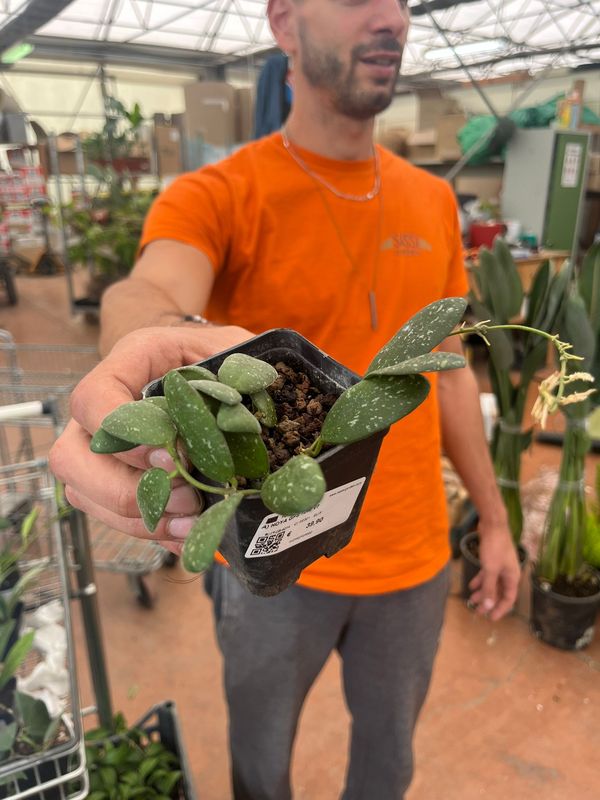 Hoya GPS 7240 - vaso 7x7