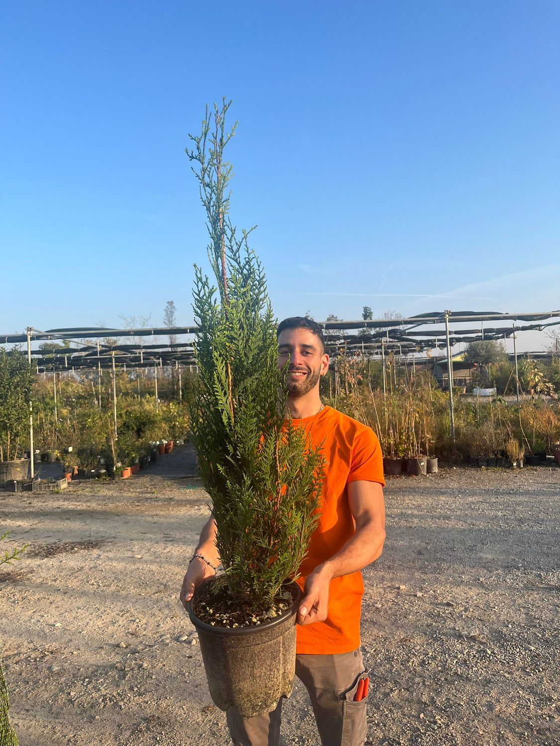 Thuja plicata 'Atrovirens', Tuia gigante occidentale - vaso Ø24 cm, h 100 cm