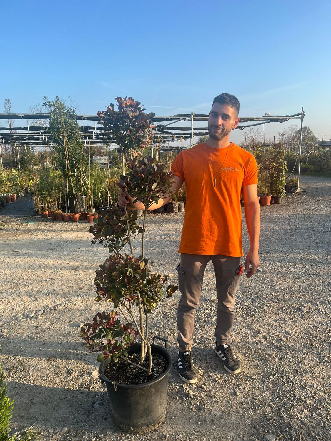 Photinia x fraseri Red Robin Pon Pon - vaso Ø40 cm Photinia x fraseri Red Robin Pon Pon - vaso Ø40 cm