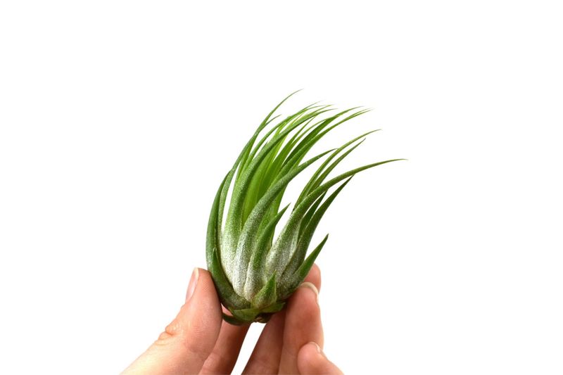 Tillandsia scaposa