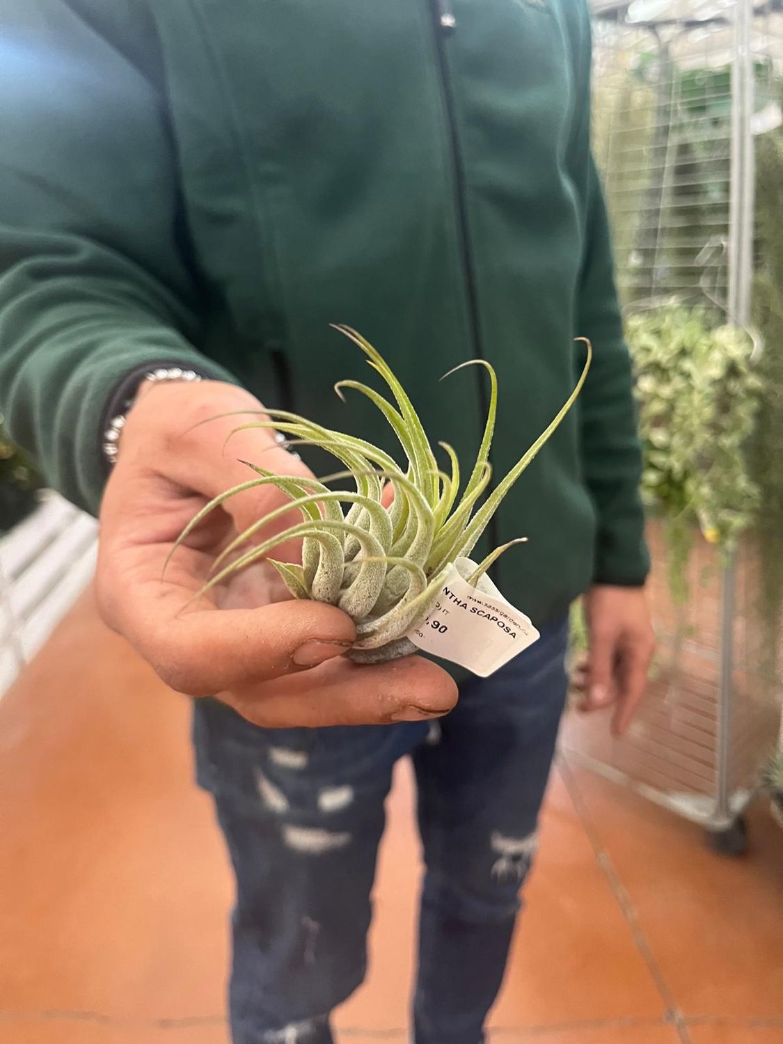 Tillandsia scaposa Tillandsia scaposa