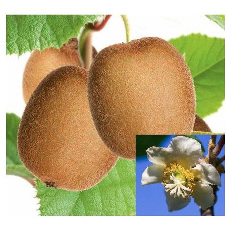 Kiwi Actinidia chinensis Male, MASCHIO impollinatore - vaso Ø18 cm Kiwi Actinidia chinensis Male, MASCHIO impollinatore - vaso Ø18 cm