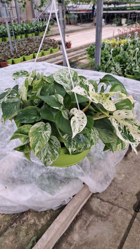 Epipremnum Aureum 'Marble Queen', Potus, Potos, Pothos, Photus - Basket Ø15cm
