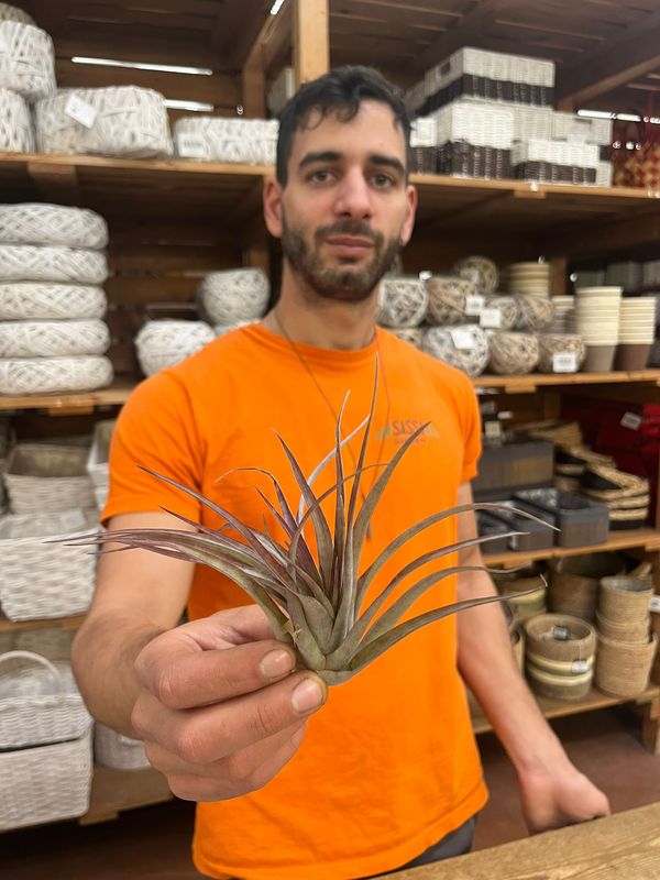 Tillandsia Multiflora XL Red