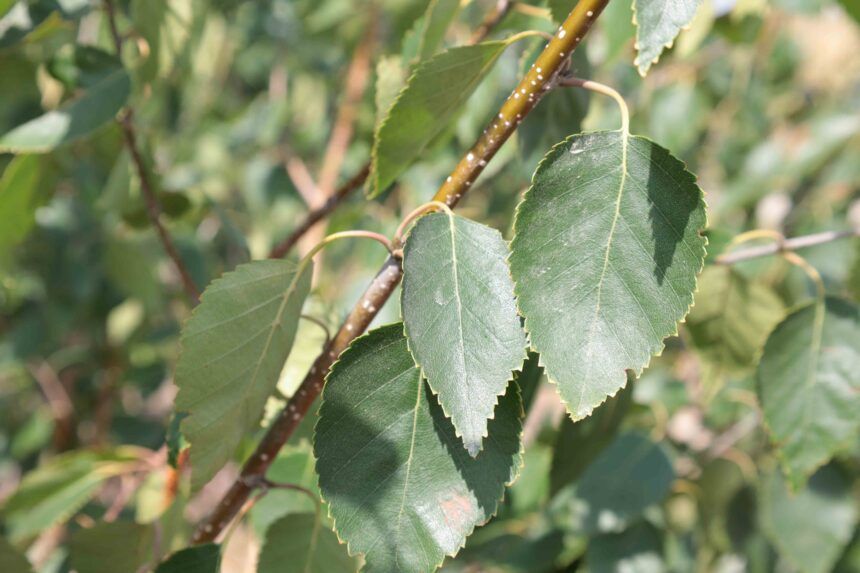 Betula utilis var. jacquemontii - betulla dell’Himalaya - vaso Ø19 cm, h 120 cm SCD Betula utilis var. jacquemontii - betulla dell’Himalaya - vaso Ø19 cm, h 120 cm SCD
