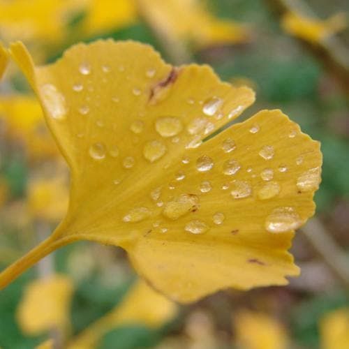 Ginkgo biloba 'Menhir', Ginkgo a colonna - vaso Ø17 cm