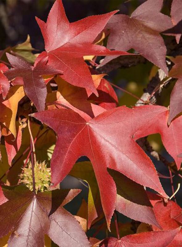 Liquidambar styraciflua ' Worplesdon ' , Storace americano - vaso 24