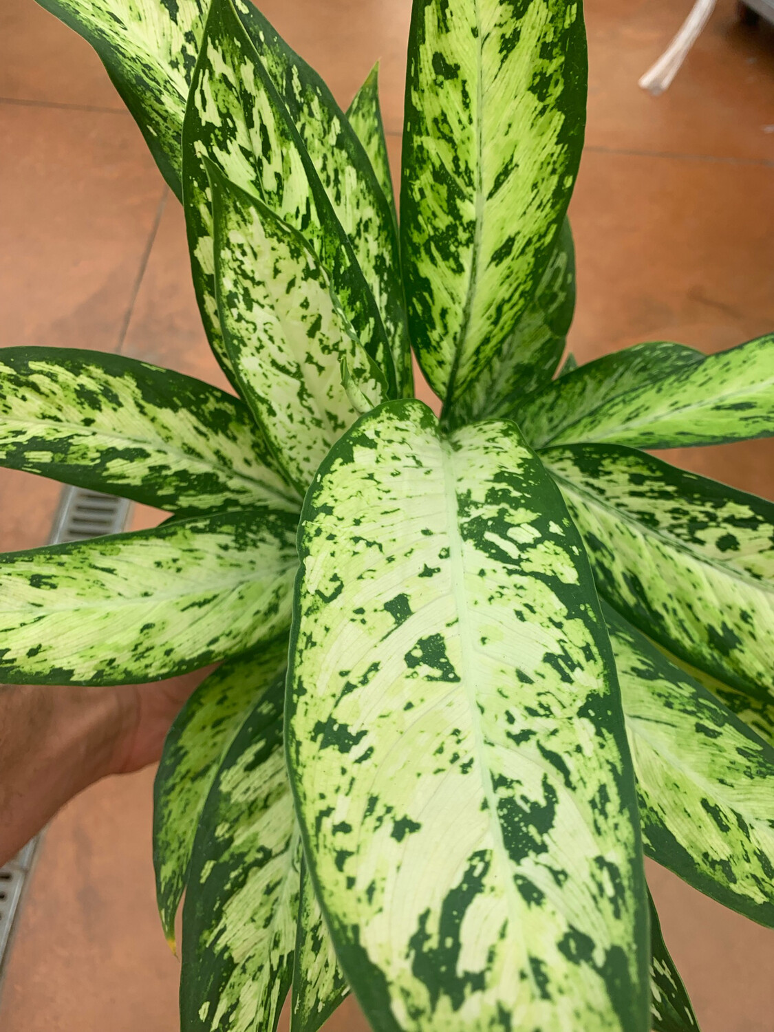 Dieffenbachia Vesuvio - vaso Ø17 cm Dieffenbachia Vesuvio - vaso Ø17 cm