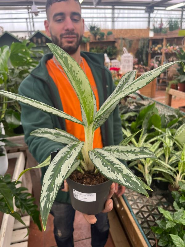 Aglaonema ' Matcha Lemon ' - vaso Ø12 cm