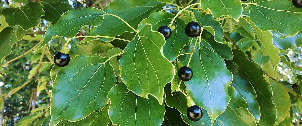 Cinnamomum camphora, Albero della canfora - vaso Ø17 cm