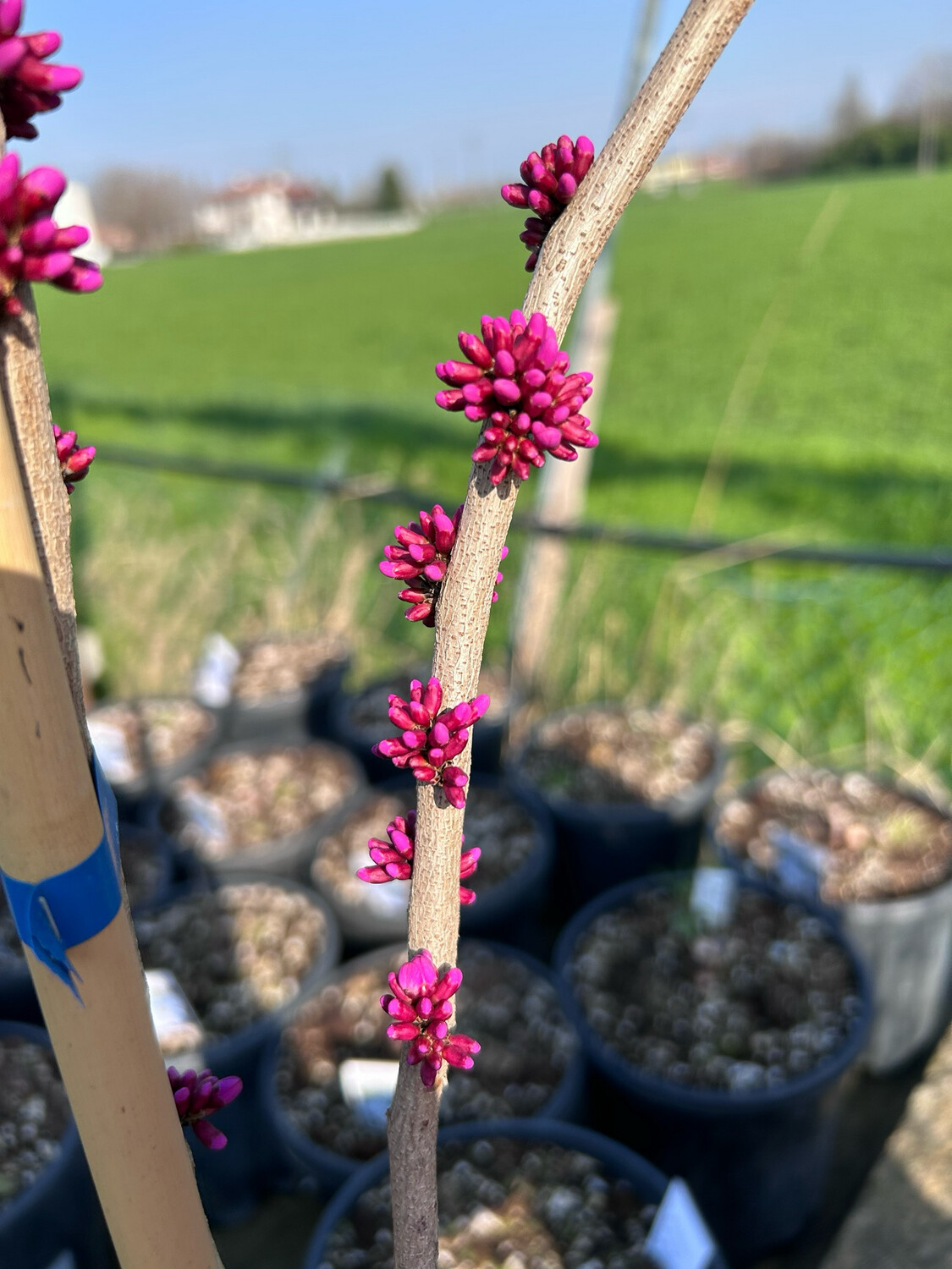 Vivai Le Georgiche – Cercis Canadensis (Redbud Orientale) Pianta Vera, Albero Di Giuda Americano, Altezza 40-60 Cm