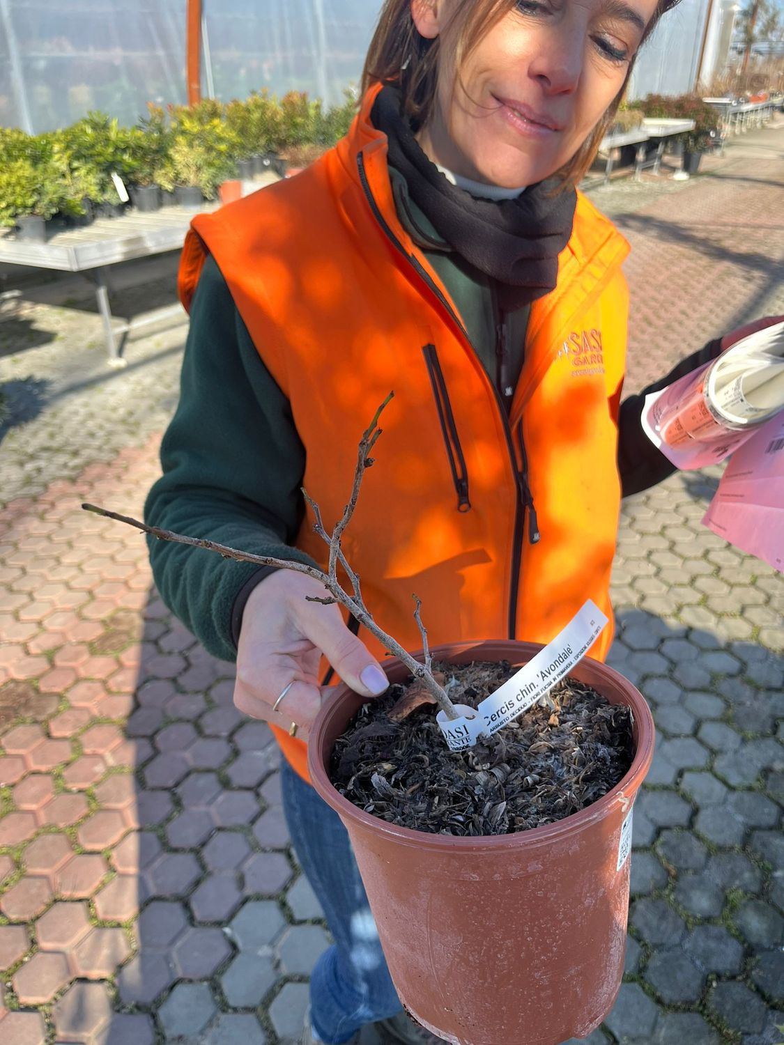 Cercis chinensis 'Avondale', Albero del Giuda Cinese 'Avondale' -  vaso Ø17 cm