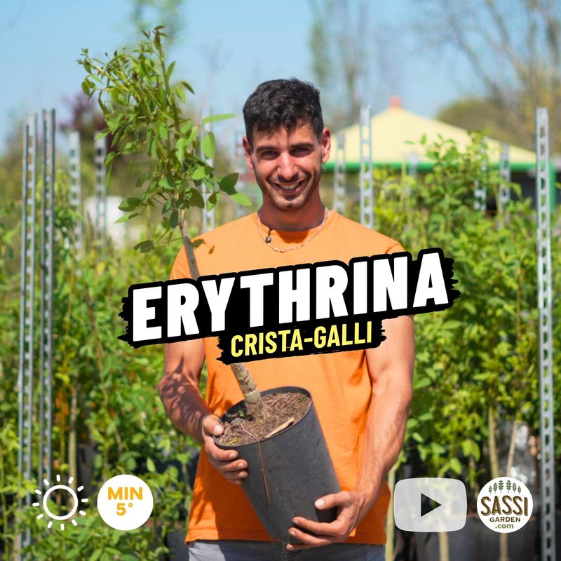 Erythrina crista-galli, Albero del corallo, Ceibo, Albero del fuoco, Eritrina cristagalli - vaso Ø20 cm, h 50-60 cm
