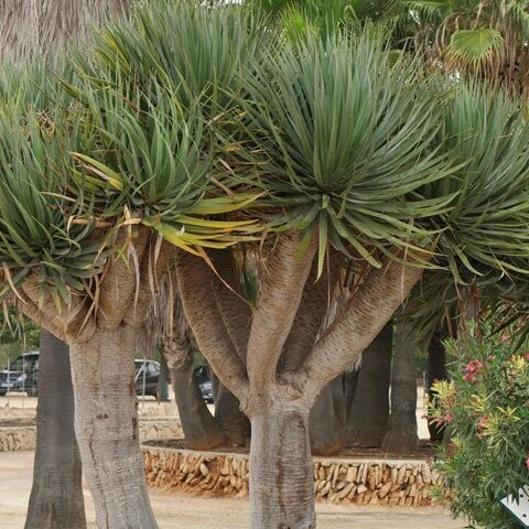 Dracaena draco, Albero del drago - vaso Ø18 cm