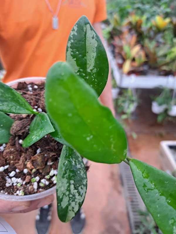 Hoya AH074, Hoya carnosa 'Silver Moon', Fiore di cera - vaso Ø12 cm