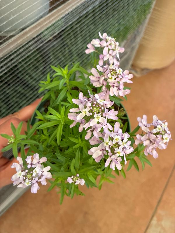 Iberis sempervirens Absolutely Amethyst - vaso Ø14 cm