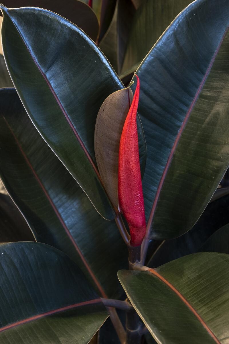 Ficus elastica Abidjan - vaso Ø27 cm 3 piante h 90 Ficus elastica Abidjan - vaso Ø27 cm 3 piante h 90