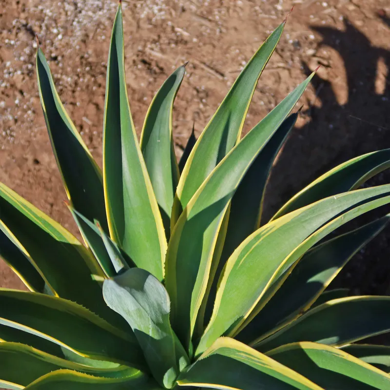 Agave desmettiana 'Variegata', Pianta succulenta - vaso Ø17 cm Agave desmettiana 'Variegata', Pianta succulenta - vaso Ø17 cm