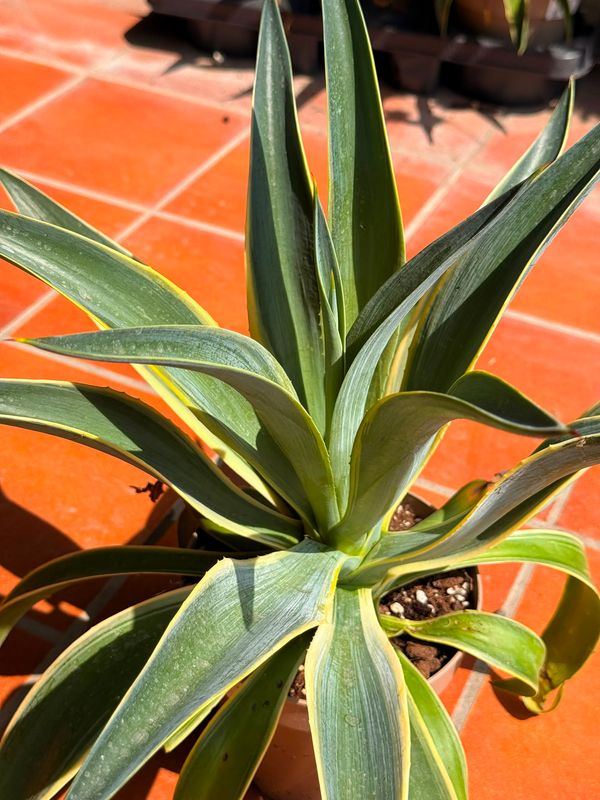 Agave desmettiana 'Variegata', Pianta succulenta - vaso Ø17 cm