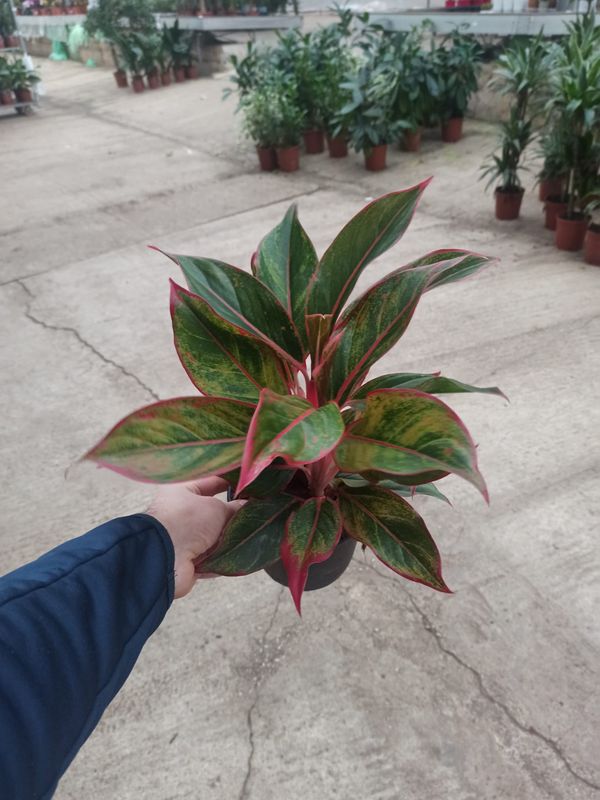 Aglaonema 'Red Siam' - vaso Ø12 cm