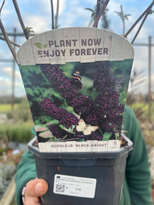 Buddleja Davidii 'Black Knight', Albero delle farfalle - vaso Ø17 cm