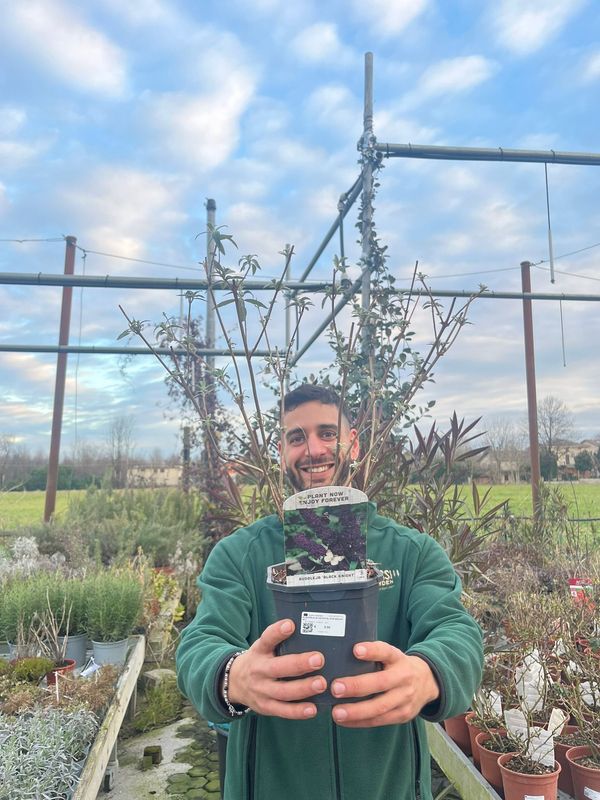 Buddleja Davidii 'Black Knight', Albero delle farfalle - vaso Ø17 cm