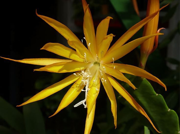 Epiphyllum Fruhlingsgold - vaso Ø14 cm Epiphyllum Fruhlingsgold - vaso Ø14 cm