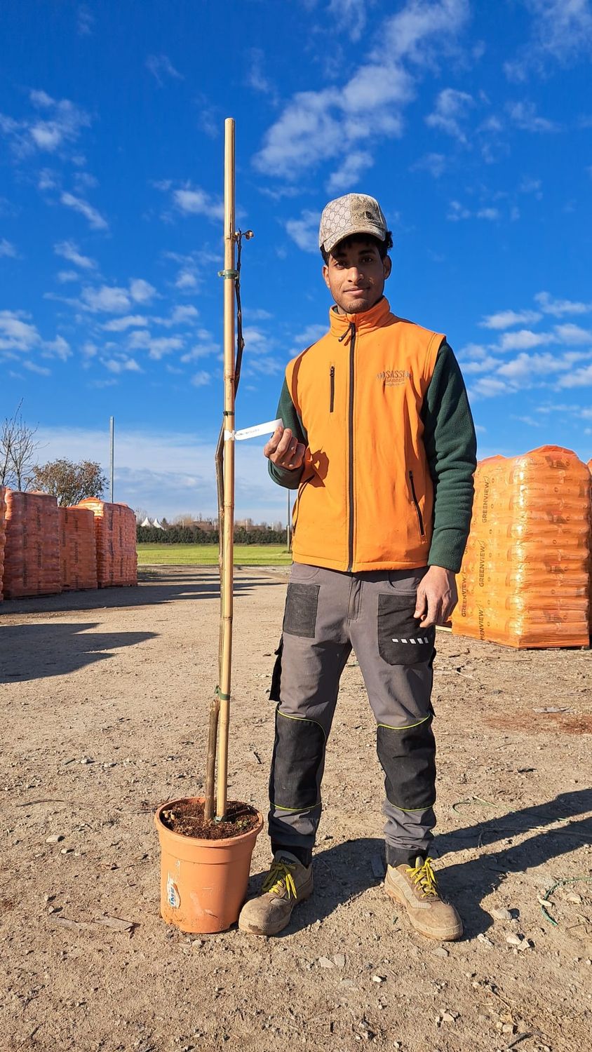 Albero di Paulownia elongata x fortunei Clone 112, Pawlonia, Paulonia, varietà STERILE - vaso Ø24 cm, h 150-160 cm