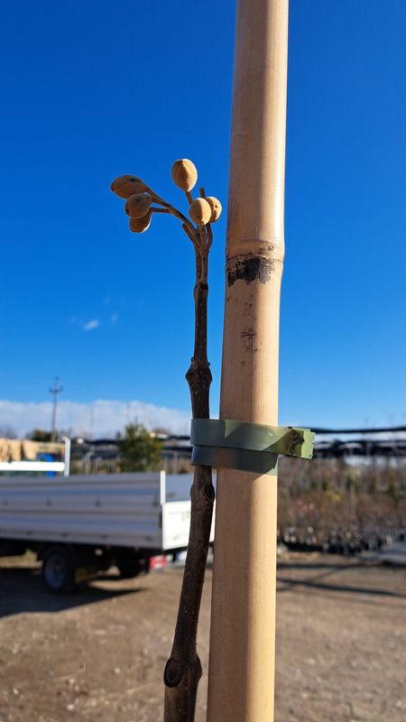 Albero di Paulownia elongata x fortunei Clone 112, Pawlonia, Paulonia, varietà STERILE - vaso Ø24 cm, h 150-160 cm