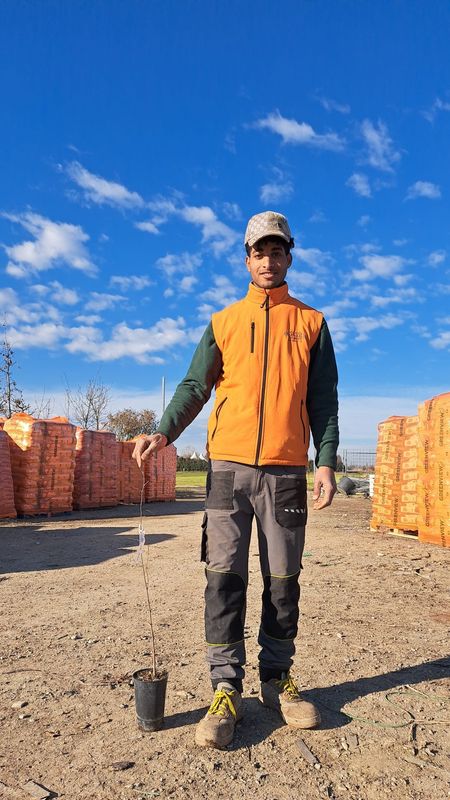 Celtis Australis, Bagolaro, Spaccasassi - vaso 1 h 80cm