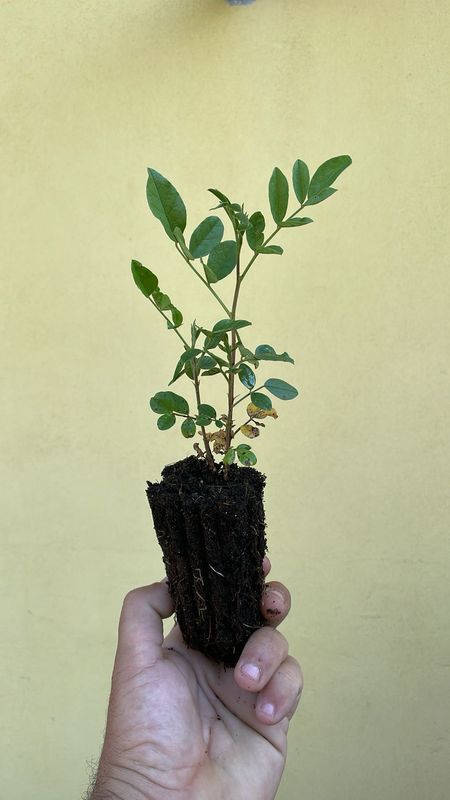 Liquirizia, Glycyrrhiza glabra - 1 pz da alveolo forestale Liquirizia, Glycyrrhiza glabra - 1 pz da alveolo forestale