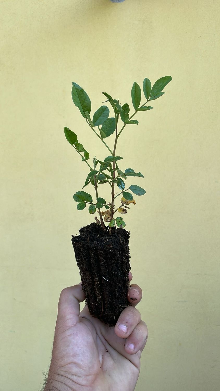 Liquirizia, Glycyrrhiza glabra - 1 pz da alveolo forestale