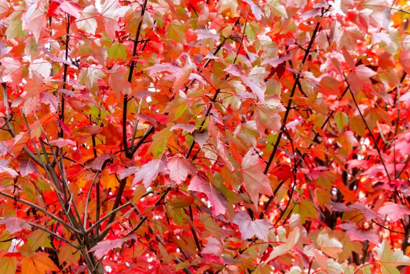 Acero Rosso, Acer rubrum  'Fairview Flame' - vaso Ø18 h 70