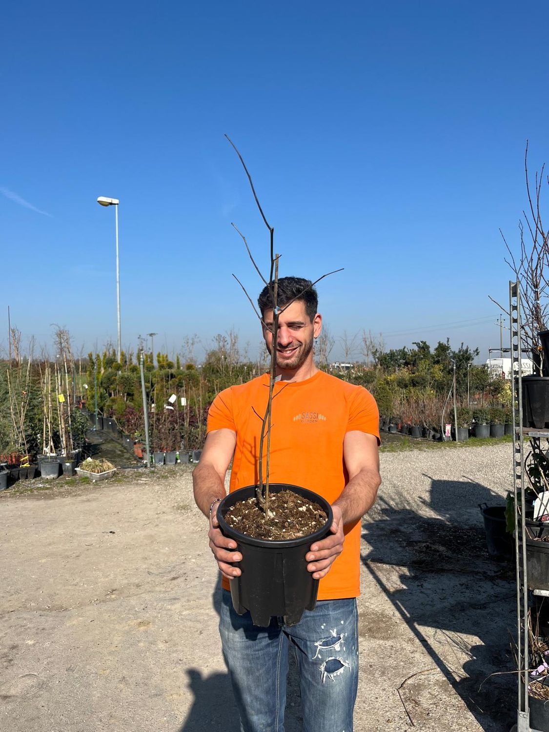 Cercis canadensis 'Red Force', Albero di Giuda - vaso Ø24 cm