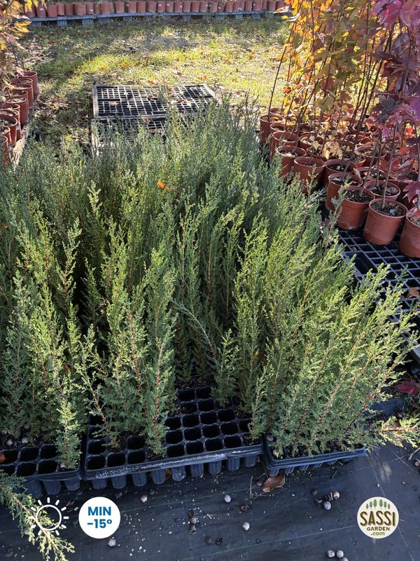 Cupressus sempervirens, Cipresso Toscano - alveolo forestale - Foto di Ottobre 2026