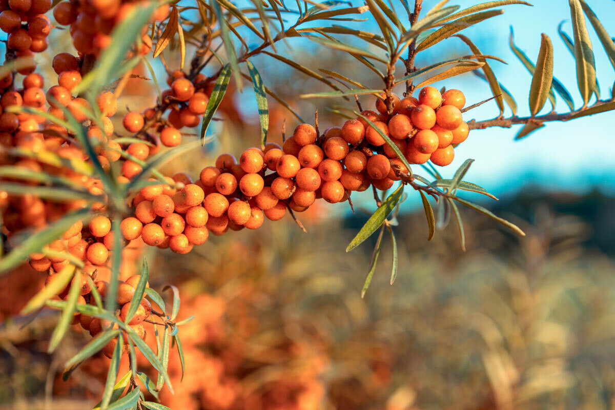 Hippophae Elaeagnus rhamnoides, Olivello Spinoso - alveolo forestale