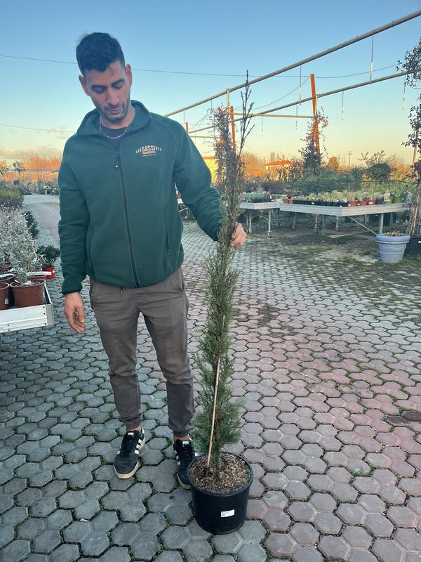 Cupressus sempervirens Pyramidalis, Cipresso Toscano - vaso Ø24 cm
