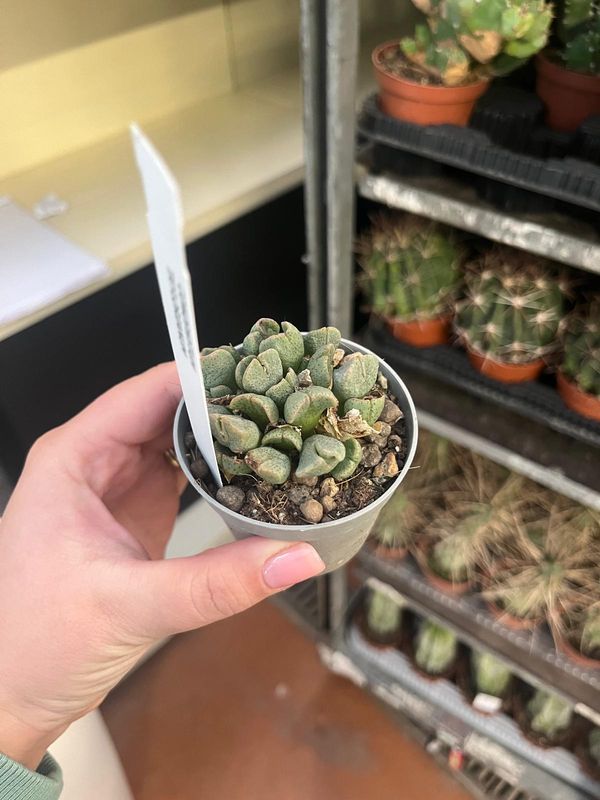 Conophytum Taylorianum- vaso Ø5,5 cm