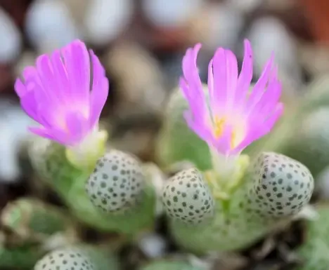 Conophytum Taylorianum- vaso Ø5,5 cm Conophytum Taylorianum- vaso Ø5,5 cm