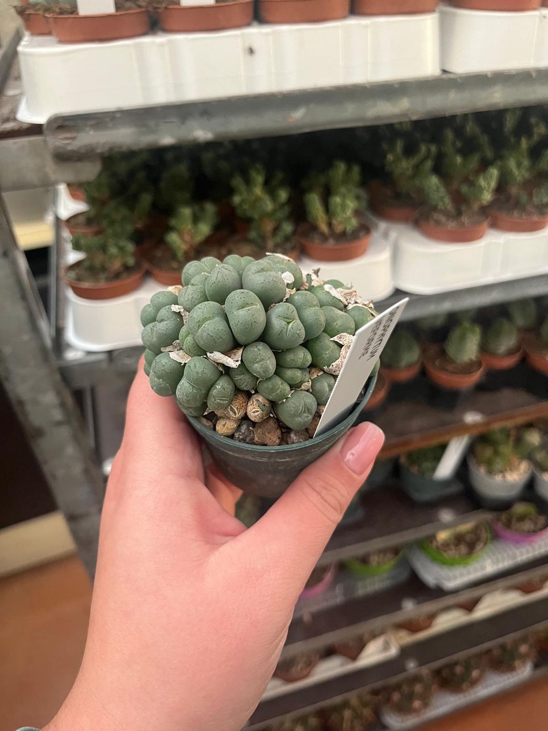 Conophytum Uviforme - vaso Ø7 cm Conophytum Uviforme - vaso Ø7 cm